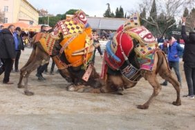 GÖMEÇ DEVE GÜREŞLERİ YAPILDI
