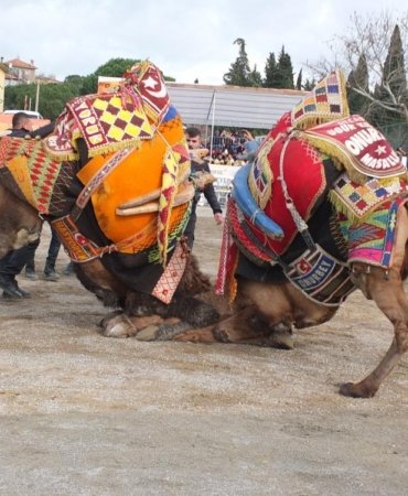 GÖMEÇ DEVE GÜREŞLERİ YAPILDI