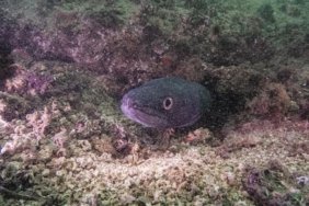 MIĞRI ERDEK KÖRFEZİ'NDE