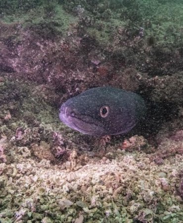 MIĞRI ERDEK KÖRFEZİ'NDE