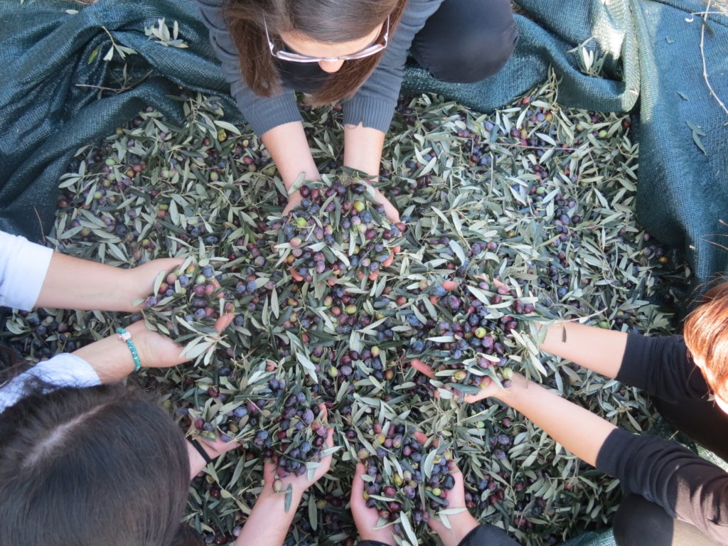 Balıkesir Üniversitesi'nden Bölge Zeytinciliğine ve Balıkesir’e Katkı