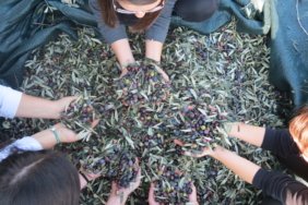 Balıkesir Üniversitesi'nden Bölge Zeytinciliğine ve Balıkesir’e Katkı