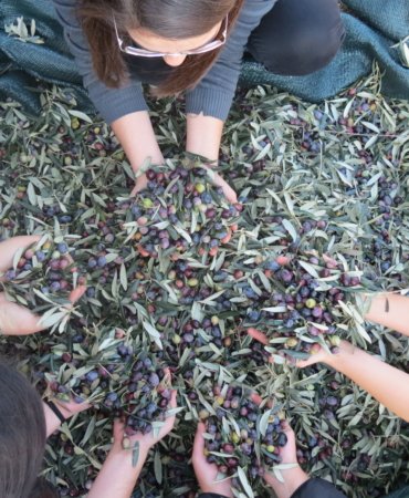 Balıkesir Üniversitesi'nden Bölge Zeytinciliğine ve Balıkesir’e Katkı