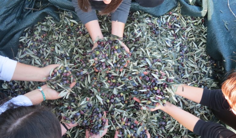 Balıkesir Üniversitesi'nden Bölge Zeytinciliğine ve Balıkesir’e Katkı