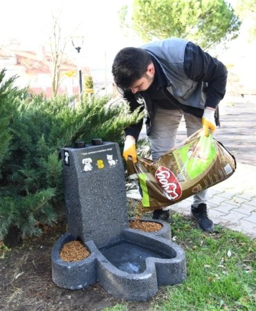 buyuksehir_sokak_hayvanlari_7