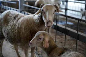 Balıkesir Kuzusu İstanbul Pazarında