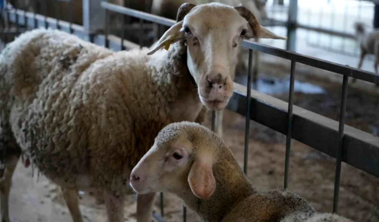 Balıkesir Kuzusu İstanbul Pazarında