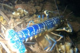 200 MİLYONDA BİR GÖRÜLEN MAVİ ISTAKOZ AYVALIK’TA GÖRÜNTÜLENDİ