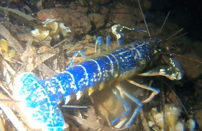 200 MİLYONDA BİR GÖRÜLEN MAVİ ISTAKOZ AYVALIK’TA GÖRÜNTÜLENDİ