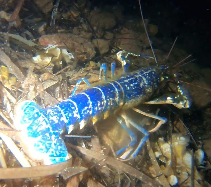 200 MİLYONDA BİR GÖRÜLEN MAVİ ISTAKOZ AYVALIK’TA GÖRÜNTÜLENDİ