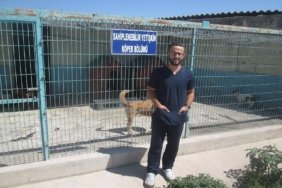 302 köpek kısırlaştırıldı