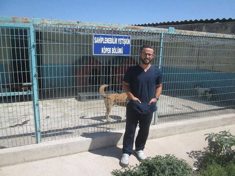 302 köpek kısırlaştırıldı