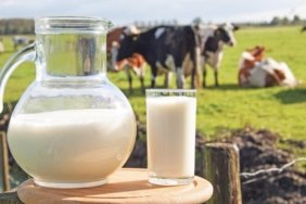 Toplanan süt miktarı artıyor!