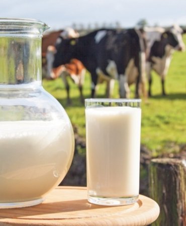 Toplanan süt miktarı artıyor!