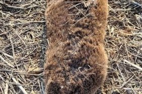 SULAK ALAN KORUMA ALTINA ALINMALI