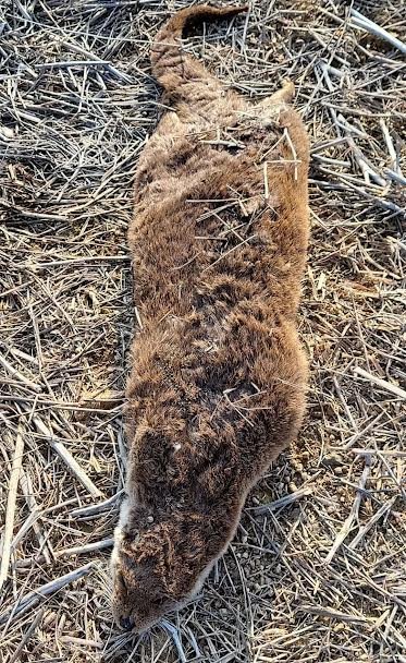 SULAK ALAN KORUMA ALTINA ALINMALI