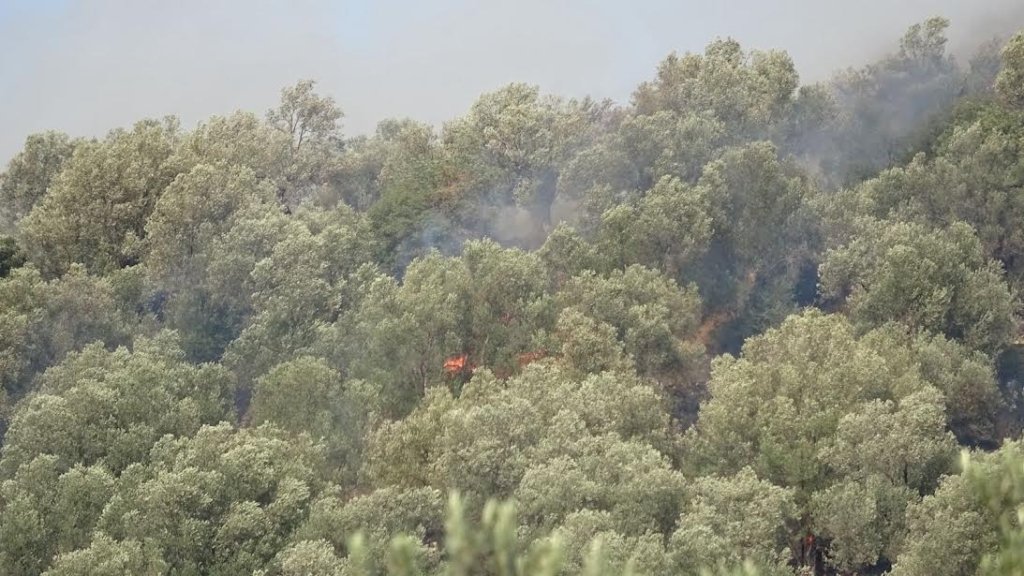 AYVALIK’TA ZEYTİNLİK ALANDA YANGIN