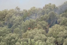 AYVALIK’TA ZEYTİNLİK ALANDA YANGIN