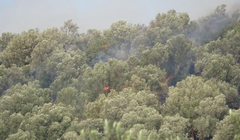 AYVALIK’TA ZEYTİNLİK ALANDA YANGIN