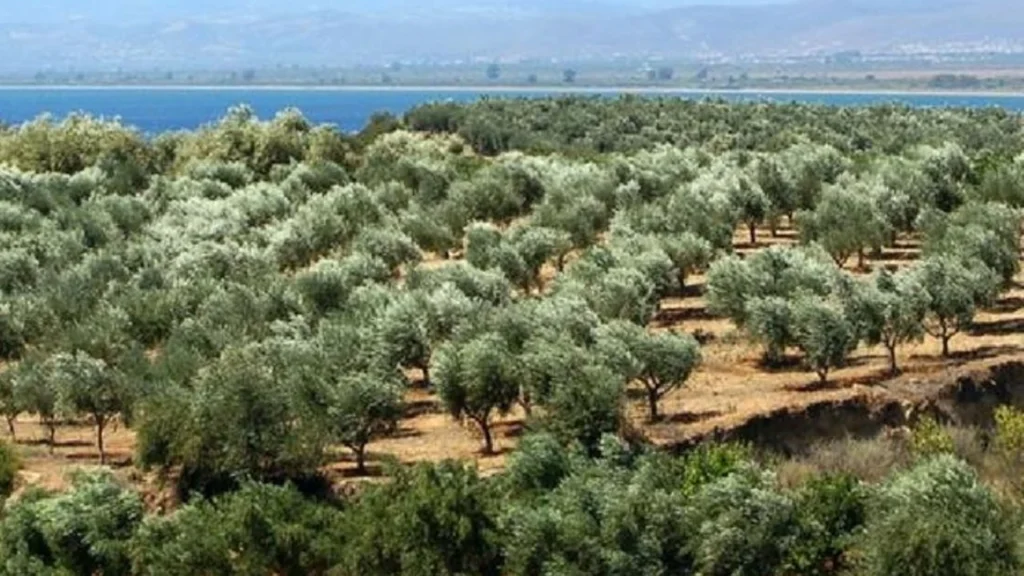 WWF-Türkiye’den Torba Yasa Uyarısı: Zeytinlikler, Ormanlar ve Kültürel Miras Tehlikede