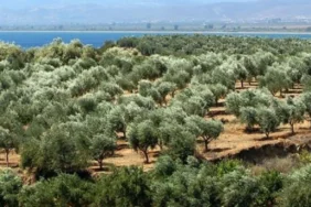 WWF-Türkiye’den Torba Yasa Uyarısı: Zeytinlikler, Ormanlar ve Kültürel Miras Tehlikede