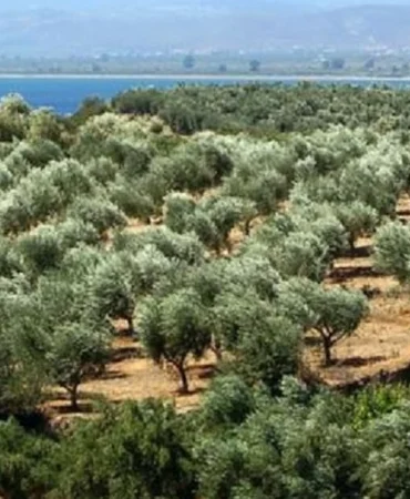 WWF-Türkiye’den Torba Yasa Uyarısı: Zeytinlikler, Ormanlar ve Kültürel Miras Tehlikede