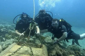 Trol Ağları Denizlere Büyük Zarar Veriyor