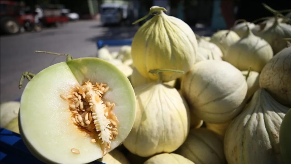 Bandırma’da Yeşil Çomlu Kavunu Festivali İçin Geri Sayım Başladı!