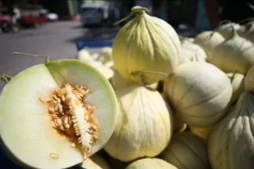 Bandırma’da Yeşil Çomlu Kavunu Festivali İçin Geri Sayım Başladı!