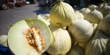 Bandırma’da Yeşil Çomlu Kavunu Festivali İçin Geri Sayım Başladı!