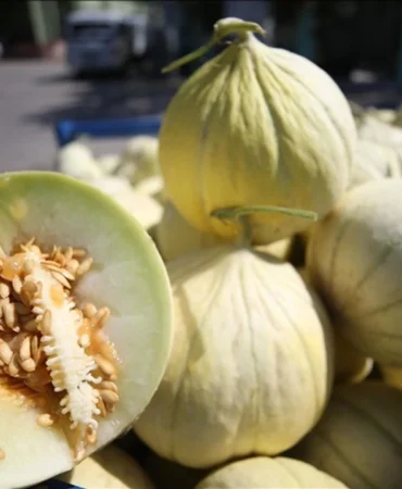 Bandırma’da Yeşil Çomlu Kavunu Festivali İçin Geri Sayım Başladı!