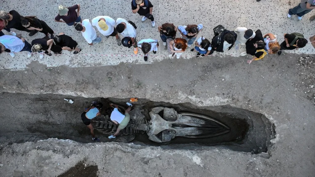 Dev balina iskeleti müzede sergilenecek