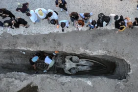 Dev balina iskeleti müzede sergilenecek