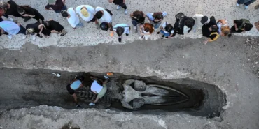 Dev balina iskeleti müzede sergilenecek