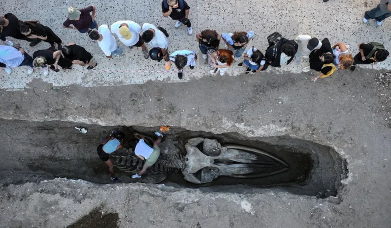 Dev balina iskeleti müzede sergilenecek