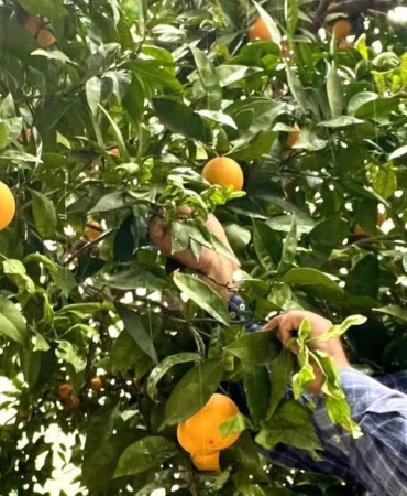 Dalında 50 kuruş, rafında 60 lira!