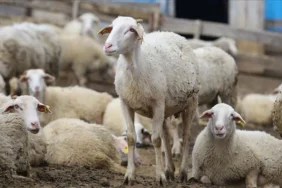 asi_ve_kupeleme_destegi