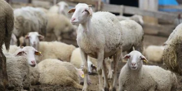 asi_ve_kupeleme_destegi