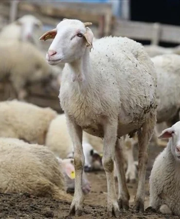 asi_ve_kupeleme_destegi