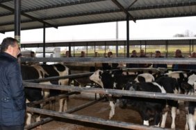 BİGADİÇ PROTOKOLÜ, KAPALI HAYVAN PAZARINDA