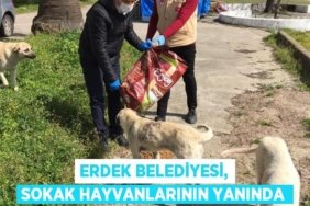 26004319432163322837tasarimli