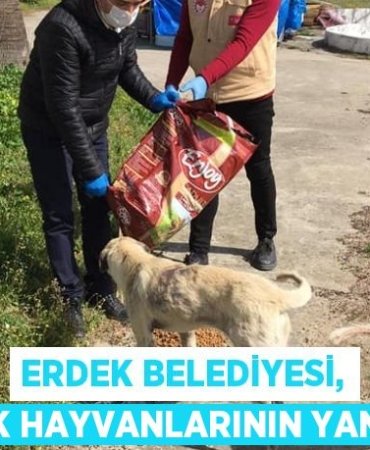 26004319432163322837tasarimli