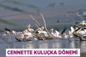 27377253432530122610