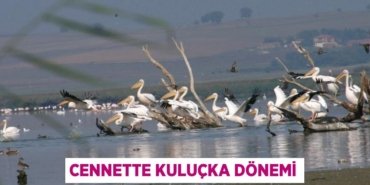 27377253432530122610