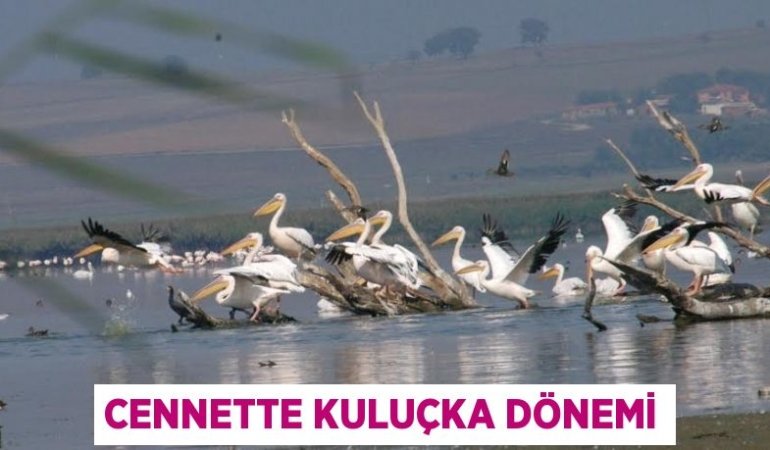 27377253432530122610