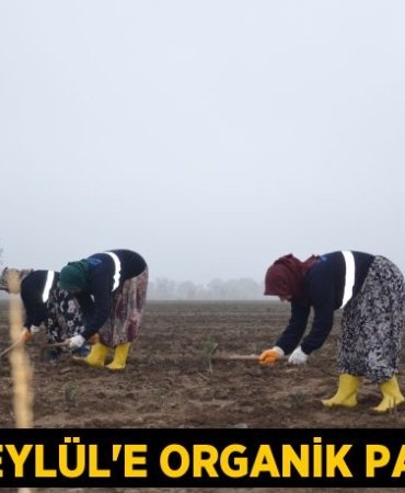 27986273042743025070