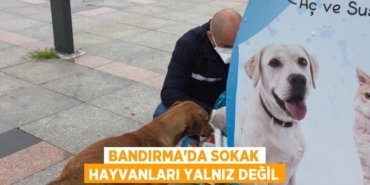 BANDIRMA'DA SOKAK HAYVANLARI YALNIZ DEĞİL