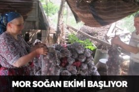 29257281692971731066