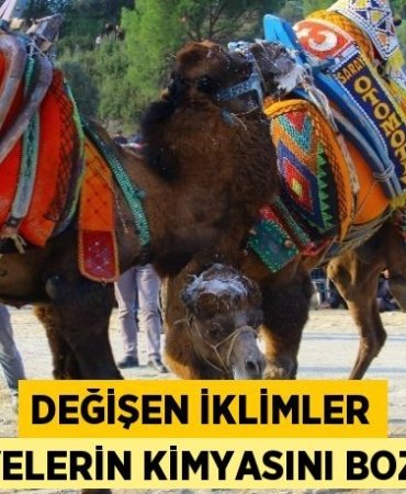 30088310703012130182tasarimli