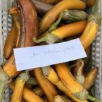 balikesir_buyuksehir_belediyesi_ata_tohumlari_ile_envanterini_guclendiriyor_5